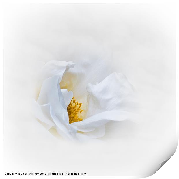 Dreamy White Rose Print by Jane McIlroy