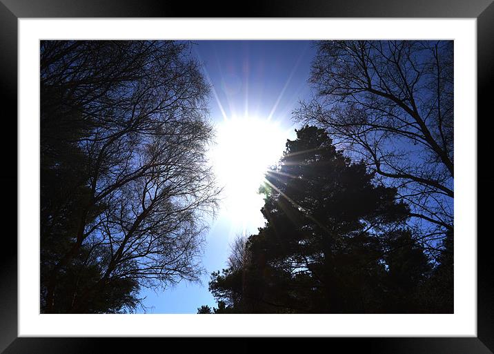 Sun through the trees Framed Mounted Print by Gemma Shipley