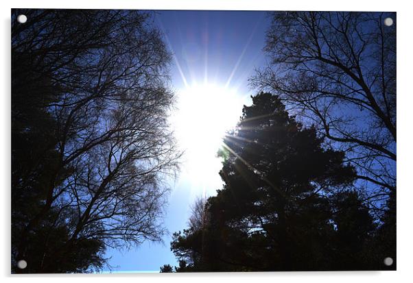 Sun through the trees Acrylic by Gemma Shipley