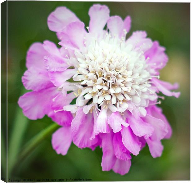 Purple and white flower Canvas Print by Thanet Photos