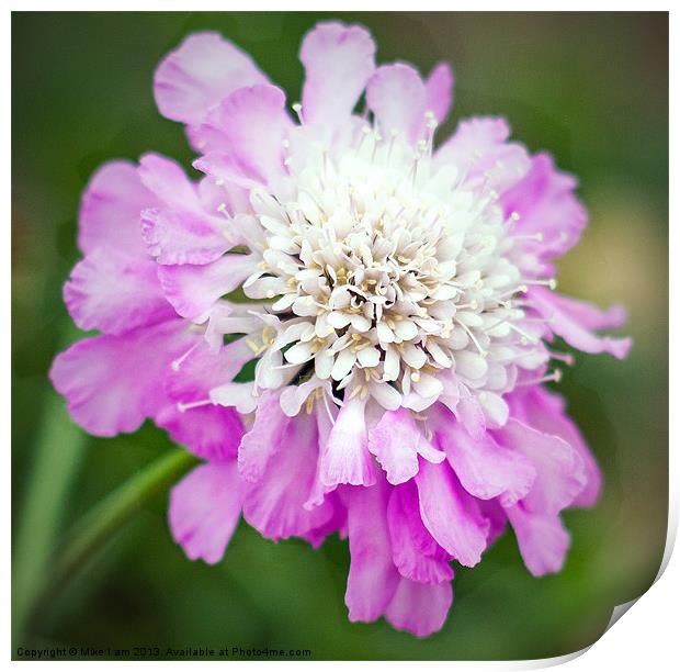 Purple and white flower Print by Thanet Photos