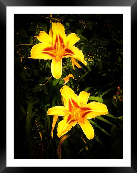 Yellow Lilies Framed Mounted Print by Mark Llewellyn