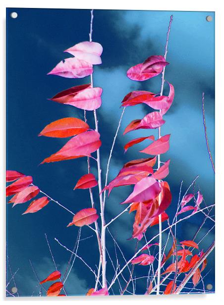 Leafy Branches Acrylic by Ferenc Kalmar