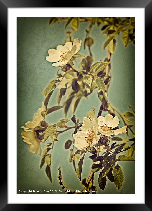 Wild Rose 2 Framed Mounted Print by Julie Coe