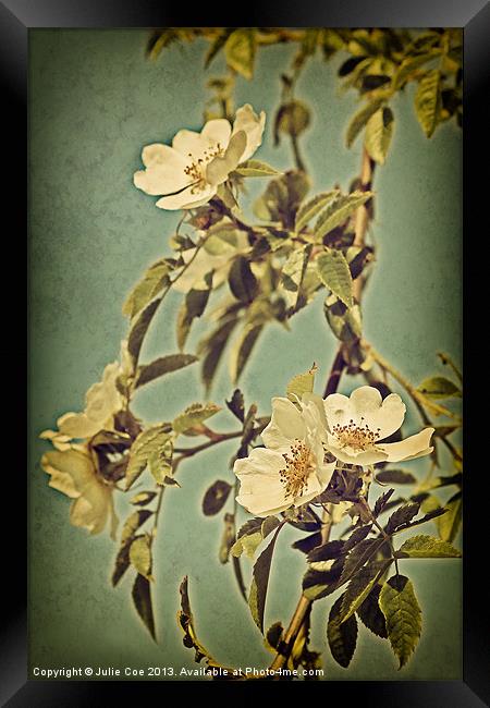 Wild Rose 2 Framed Print by Julie Coe