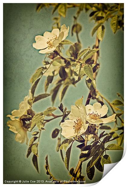 Wild Rose 2 Print by Julie Coe