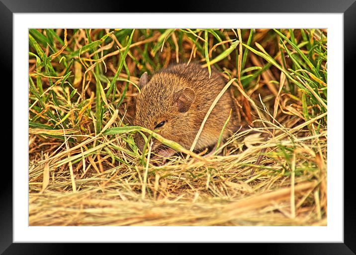 Little Vole Framed Mounted Print by Chris Wooldridge