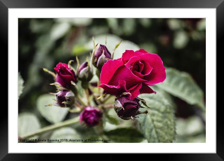 The one and only rose Framed Mounted Print by Aneta Borecka