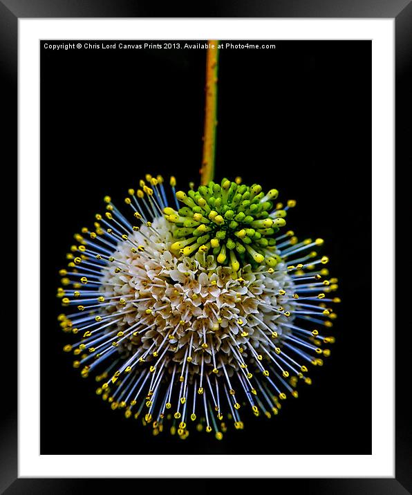 Botanical Specimen #5 Framed Mounted Print by Chris Lord