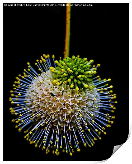 Botanical Specimen #5 Print by Chris Lord