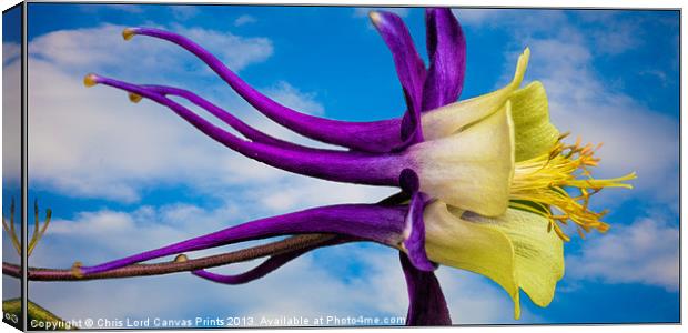 Reach for the Sky Columbine Canvas Print by Chris Lord