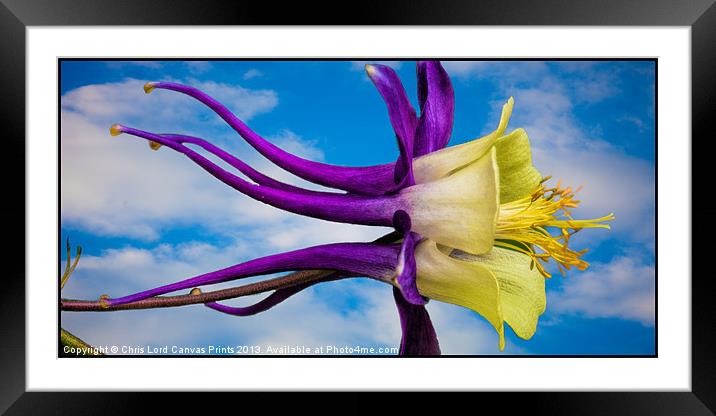 Reach for the Sky Columbine Framed Mounted Print by Chris Lord