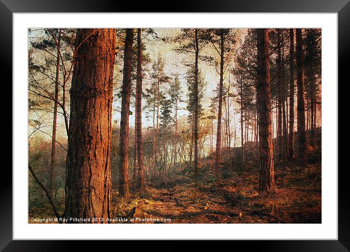 Textured Woods Framed Mounted Print by Ray Pritchard