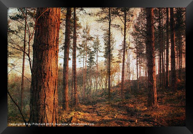 Textured Woods Framed Print by Ray Pritchard