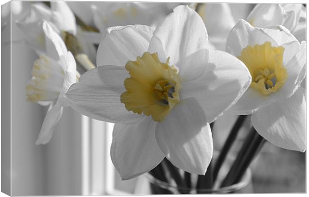 Daffodils in the gray Canvas Print by Gemma Shipley