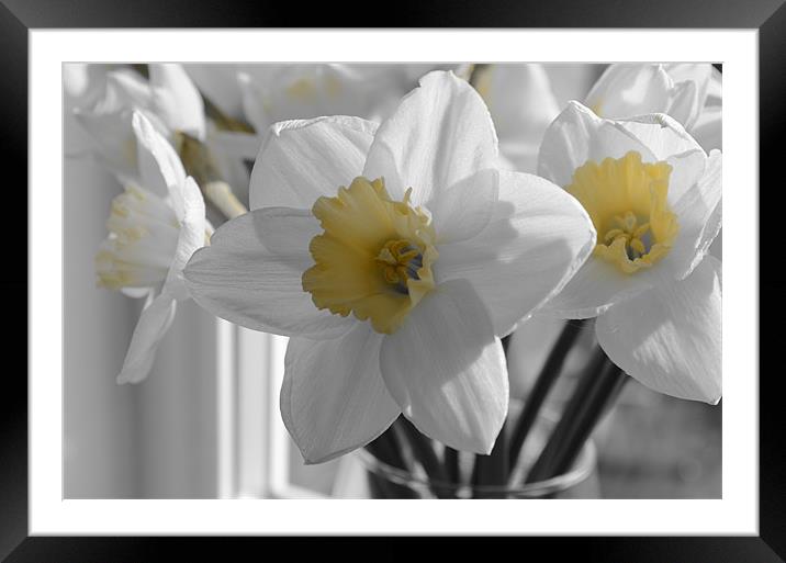 Daffodils in the gray Framed Mounted Print by Gemma Shipley