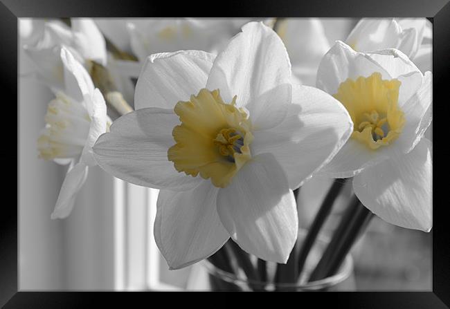 Daffodils in the gray Framed Print by Gemma Shipley