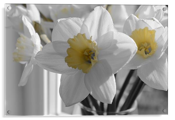 Daffodils in the gray Acrylic by Gemma Shipley
