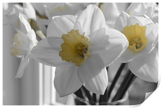 Daffodils in the gray Print by Gemma Shipley