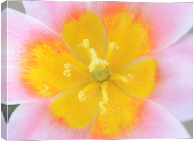 Vibrant Flower Canvas Print by Gemma Shipley