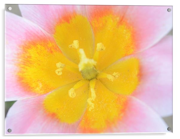 Vibrant Flower Acrylic by Gemma Shipley