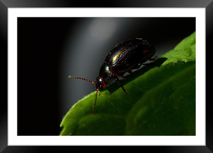 Bugs Framed Mounted Print by Gordon Bishop
