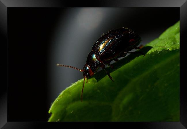 Bugs Framed Print by Gordon Bishop