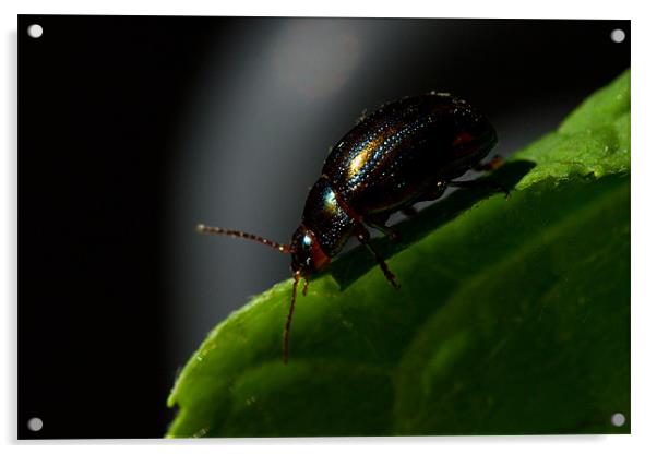Bugs Acrylic by Gordon Bishop