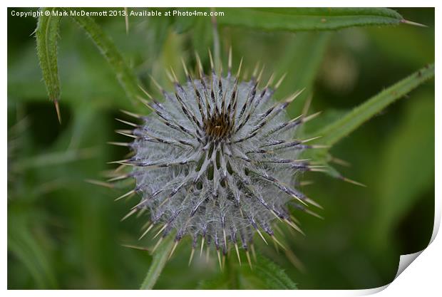 Scottish Thistle Print by Mark McDermott