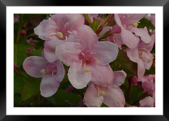 Garden Pink Flowers Framed Mounted Print by Mark McDermott