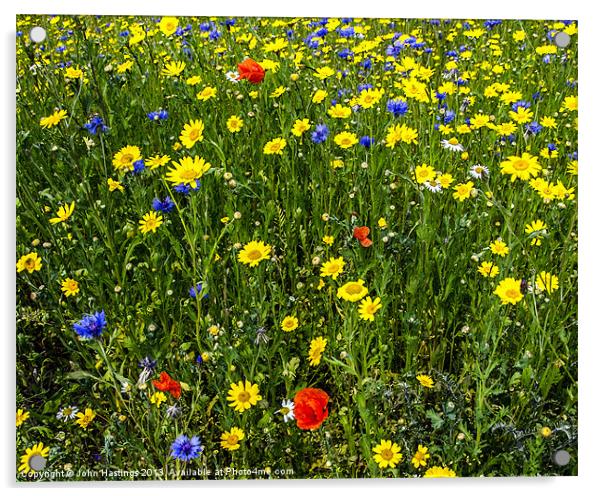 Scottish Wildflowers Acrylic by John Hastings