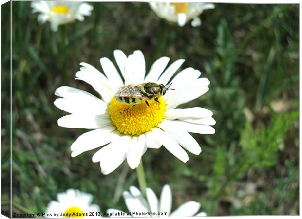 Bee landed on the Daisy Canvas Print by Pics by Jody Adams