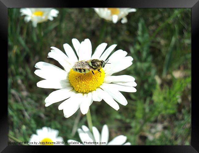 Bee landed on the Daisy Framed Print by Pics by Jody Adams