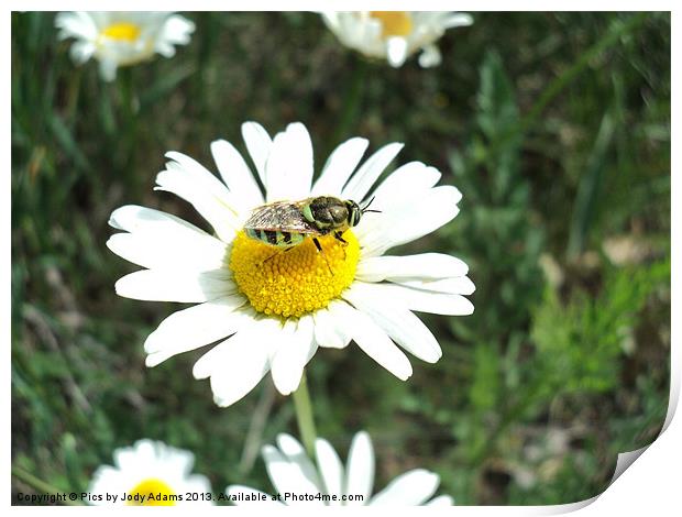 Bee landed on the Daisy Print by Pics by Jody Adams