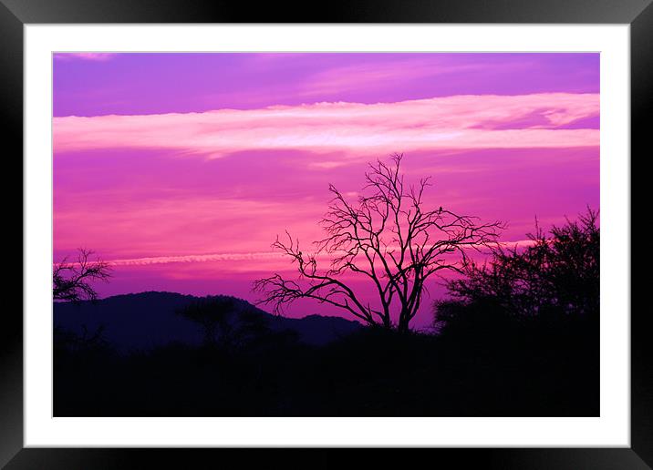 South African Sunset Framed Mounted Print by nikola oliver