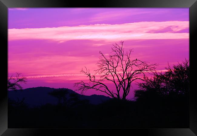 South African Sunset Framed Print by nikola oliver