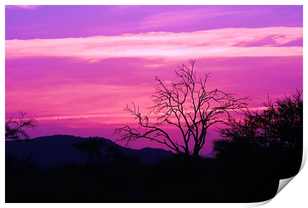 South African Sunset Print by nikola oliver