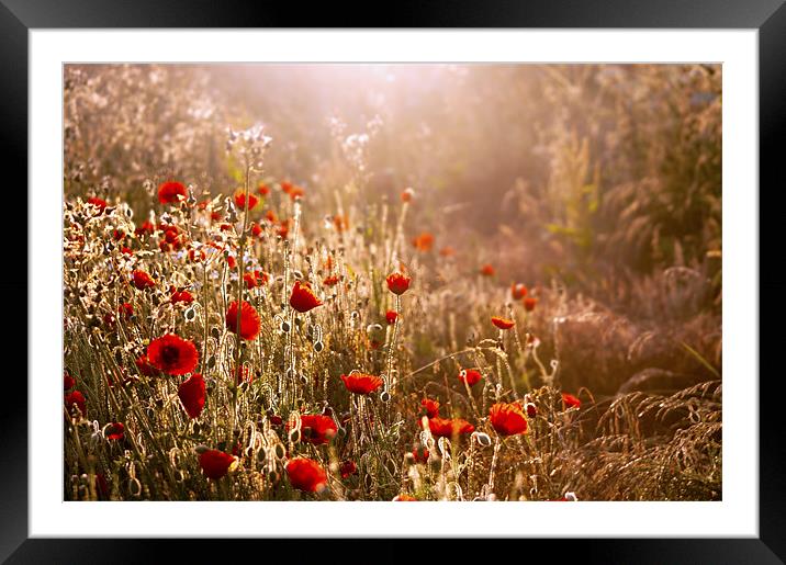 Morning light on Poppies Framed Mounted Print by Dawn Cox