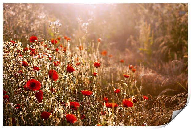 Morning light on Poppies Print by Dawn Cox