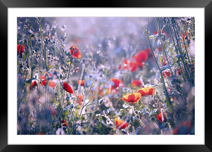 Enchanted Framed Mounted Print by Dawn Cox