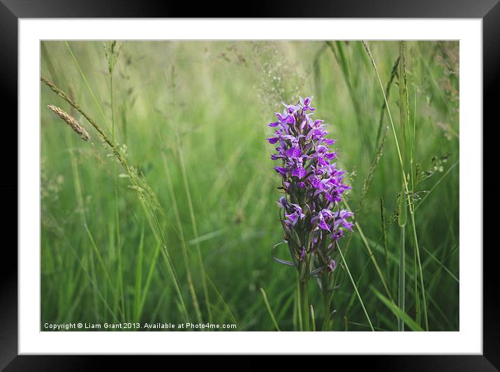 Southern Marsh Orchid (Dactylorhiza praetermissa)  Framed Mounted Print by Liam Grant