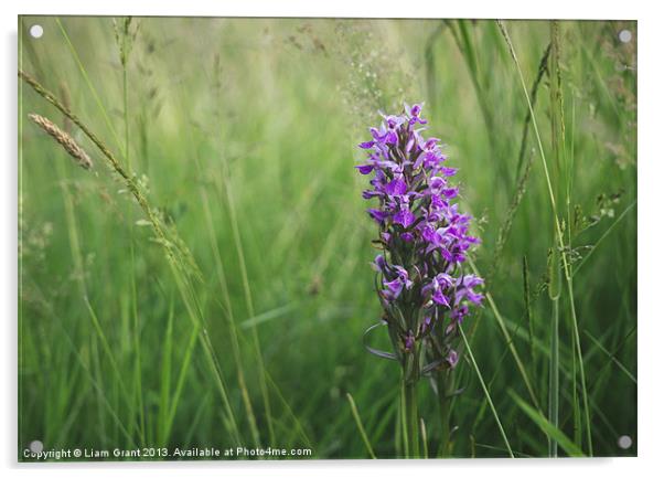 Southern Marsh Orchid (Dactylorhiza praetermissa)  Acrylic by Liam Grant
