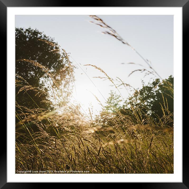 Sunset through wild grassland meadow. Norfolk, UK. Framed Mounted Print by Liam Grant