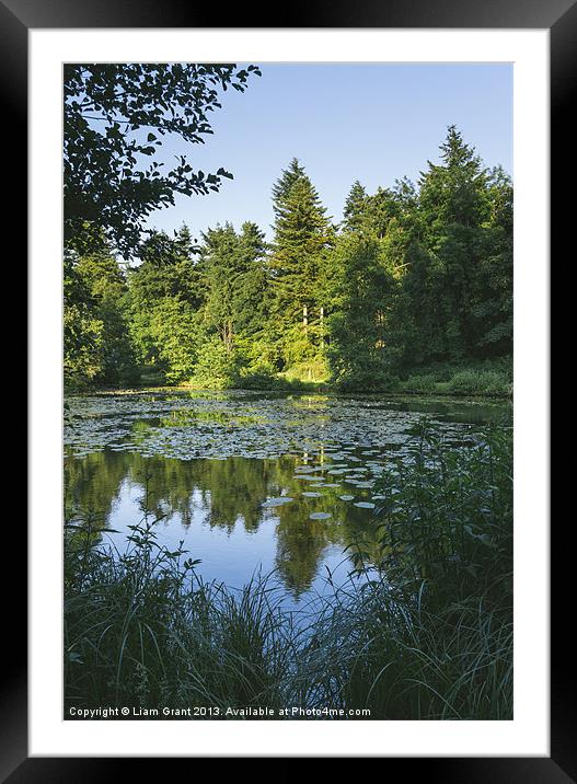 Water-lilies on the lake in evening light. Framed Mounted Print by Liam Grant