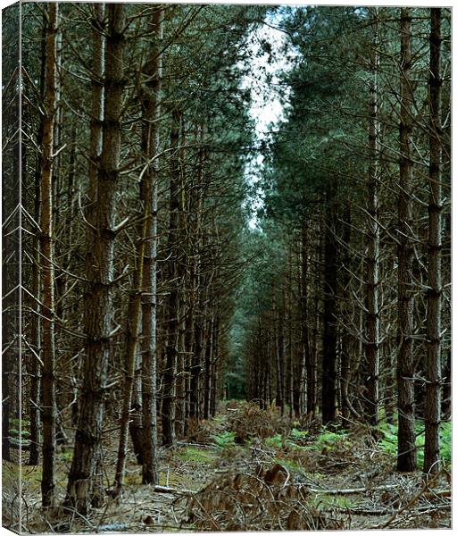 If you go down to the woods today Canvas Print by Gemma Shipley
