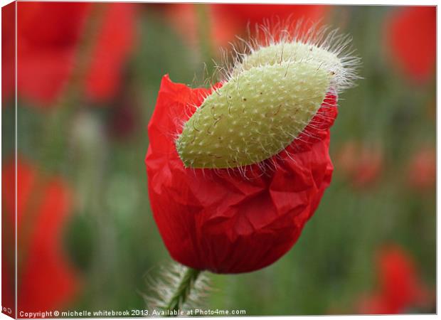 Breaking Free Canvas Print by michelle whitebrook