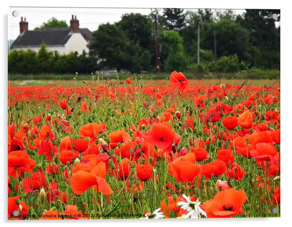 Poppy Field Acrylic by michelle whitebrook