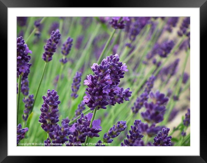 Lavender 2 Framed Mounted Print by michelle whitebrook