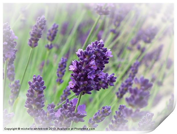 Lavender soft Print by michelle whitebrook