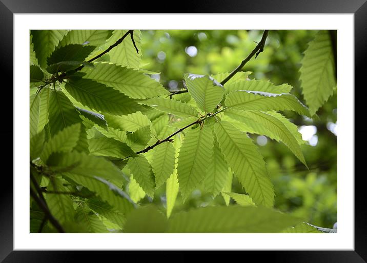 Green shade from the sun Framed Mounted Print by Gemma Shipley